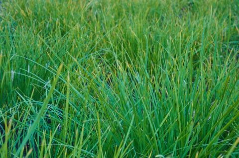 Green grass Stock Photos