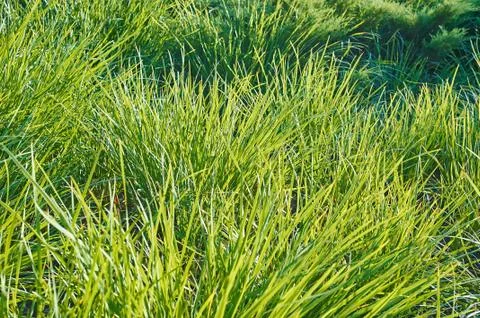 Green grass Stock Photos