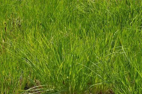 Green grass 스톡 사진