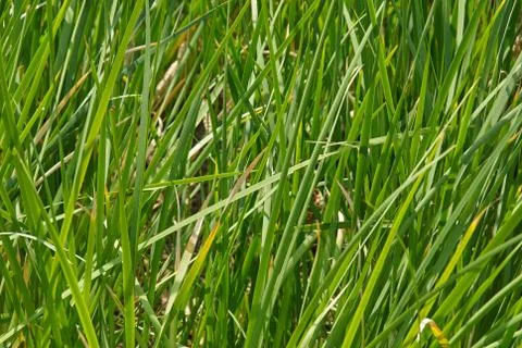 Green grass Stock Photos