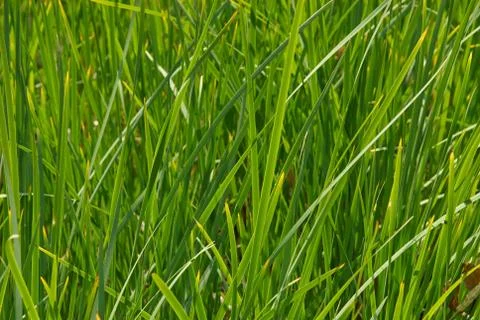 Green grass 스톡 사진