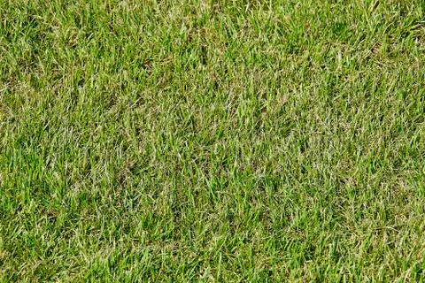 Green grass 스톡 사진