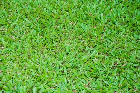 Green grass Stock Photos