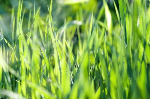 Green grass Stock Photos