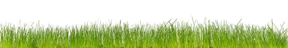 Green grass Stock Photos