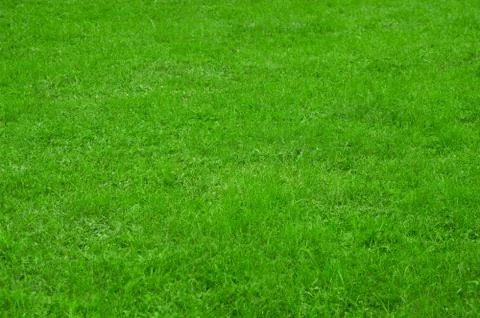 Green grass Stock Photos