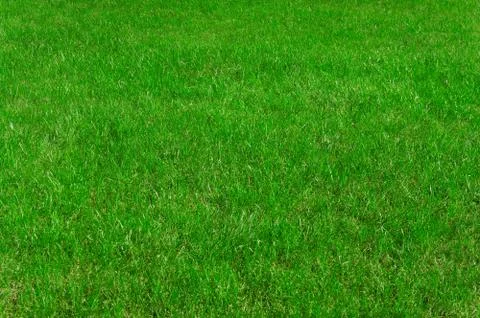 Green grass Foto stock