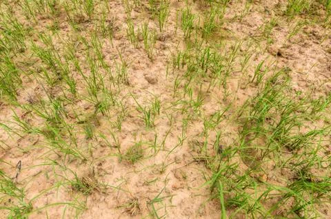 Green grass Stock Photos