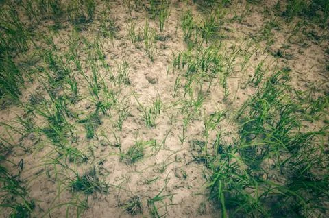 Green grass Stock Photos
