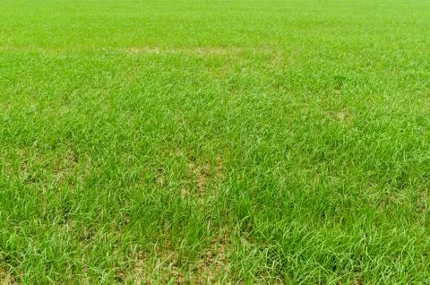 Green grass Stock Photos
