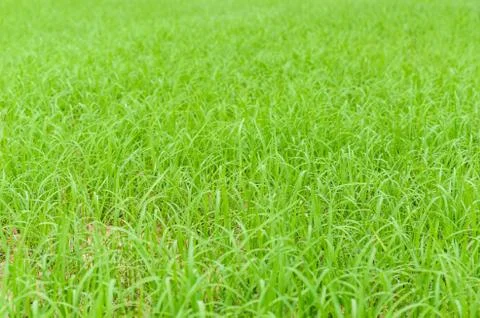 Green grass Stock-Fotos