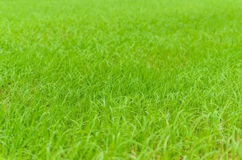 Green grass Stock-Fotos