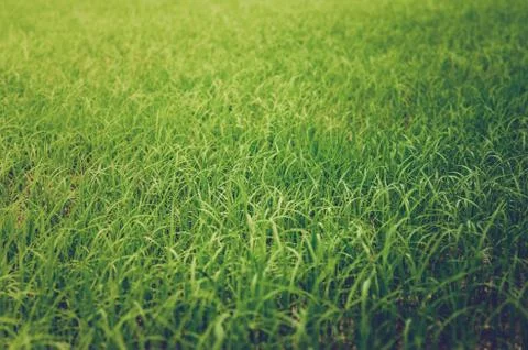 Green grass Stock Photos