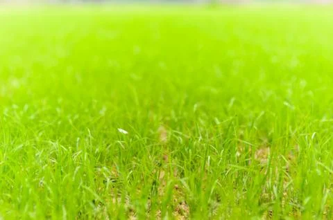 Green grass Stock-Fotos