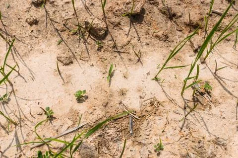 Green grass Stock Photos