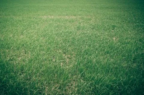 Green grass Stock Photos