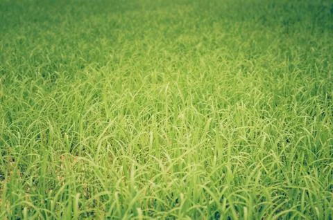 Green grass Stock Photos