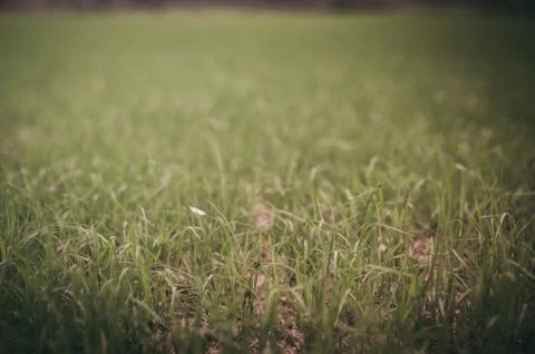 Green grass Stock Photos