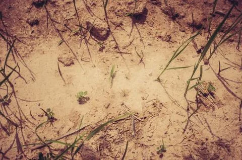 Green grass Stock Photos