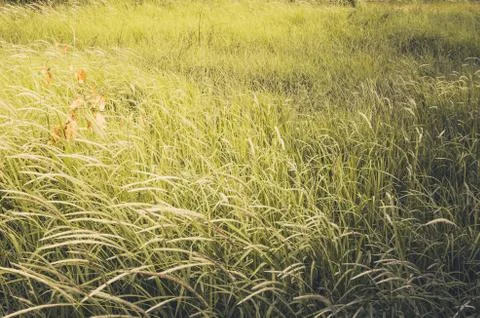 Green grass Stock Photos