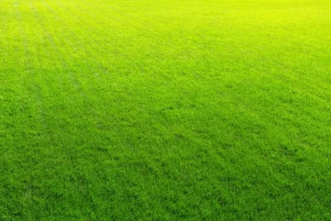 Green grass Stock Photos