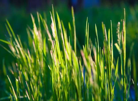 Green grass Foto stock