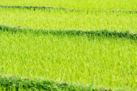Green grass Stock Photos