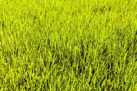 Green grass Stock Photos