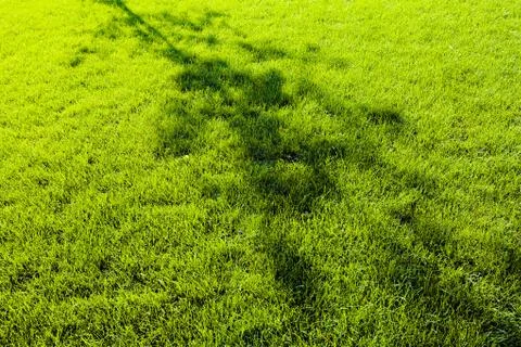 Green grass Stock Photos