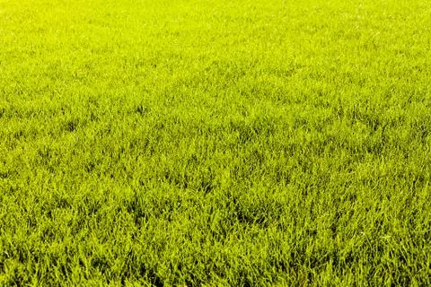 Green grass Stock Photos