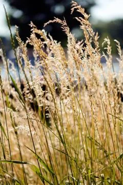 Green grass Stock Photos
