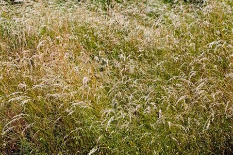 Green grass Stock Photos