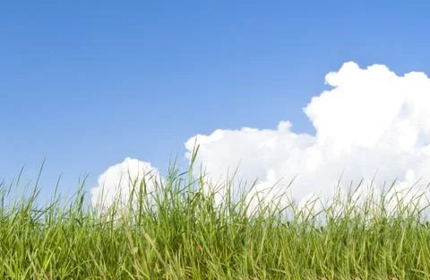 Green grass Stock Photos