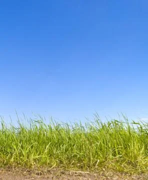 Green grass Stock Photos