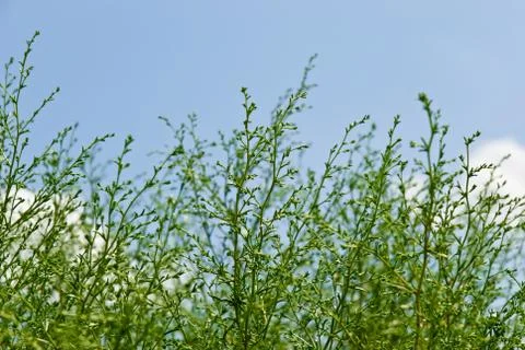 	Green grass  Stock Photos