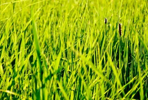 Green grass Fotos Stock