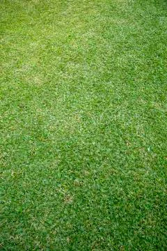 Green grass Stock Photos