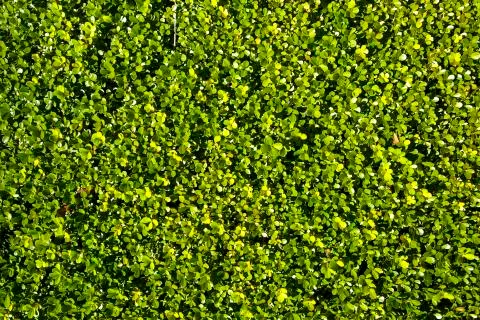 Green grass Stock Photos