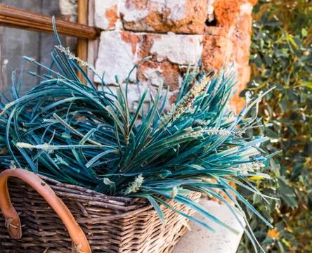 Green grass. Stock Photos