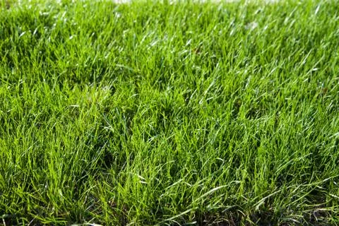 Green grass 스톡 사진