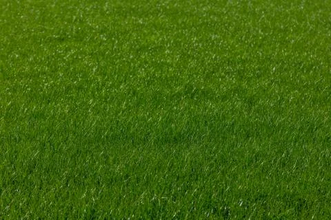 Green grass Stock Photos