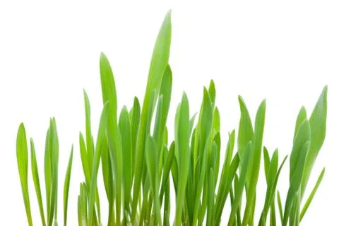 Green grass. Stock Photos
