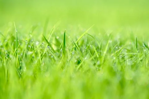 Green grass Stock Photos