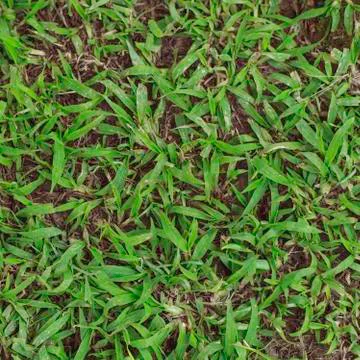Green grass Stock Photos