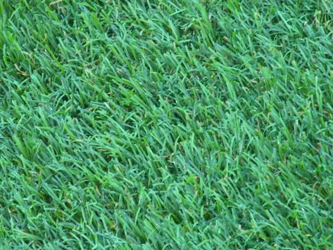 Green grass Stock Photos