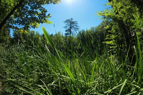 Green grass Stock Photos