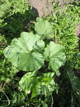 Green grass Stock Photos