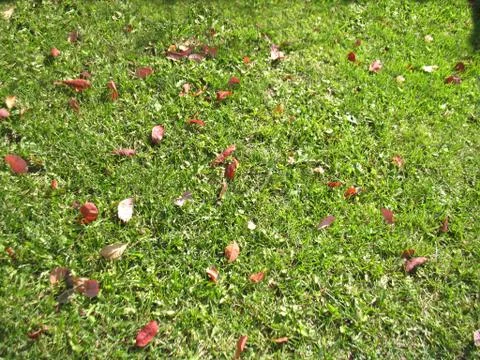 Green grass Stock Photos