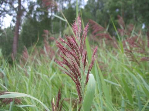 Green grass Stock Photos