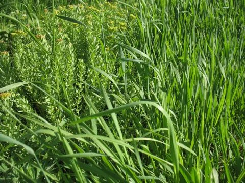 Green grass Stock Photos